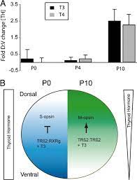 Making The Gradient: Thyroid Hormone Regulates Cone Opsin Expression In The  Developing Mouse Retina | PNAS