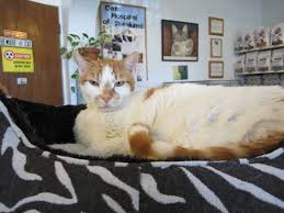 Cat Hospital Of Petaluma 32 Reviews Veterinarians 512 Petaluma Blvd S Petaluma Ca Phone Number Yelp