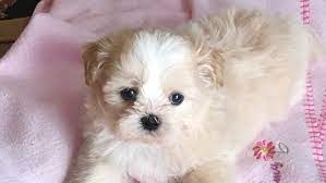 Browse thru our id verified puppy for sale listings to find your perfect puppy in your area. Teddy Bear Faces Shih Tzu Puppies Shih Tzu Breeder In Houston