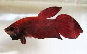 I do 25% water changes every 2 days i use salt and stress coat and all my levels are perfect i even vacuum my gravel with my water. Hello There Welcome To The World Of Bettas How To Treat Fin Rot