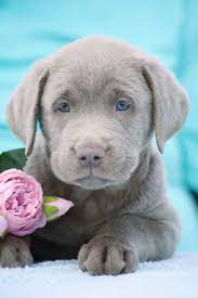 He is a beautiful silver labrador retriever. Magic Male Deukc Labrador Retriever Doggie For Sale Near Punta Gorda Florida Silver Labrador Puppies Labrador Retriever Puppies Labrador Retriever