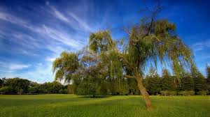 Nature is perfection, a man who don't appreciate it beauty is heartless. Nature Hd Wallpaper Home Facebook