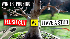 We did not find results for: Bonsai Trunk Chop How To Develop Trunk Movement Youtube