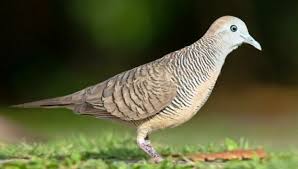 Pada dasarnya nenek moyang perkutut bangkok asalnya sama dengan perkutut lokal yaitu dari perkutut jawa juga yang di bawa oleh para pekerja romusha pada jaman penjajahan jepang yang di kirirm ke mungthai mereka membawanya untuk dipelihara sebagai sarana hiburan. Beda Perkutut Lokal Dan Perkutut Bangkok Kicau Kicau