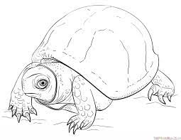 How To Draw An Ornate Box Turtle Step By Step Drawing Tutorials Turtle Drawing Turtle Coloring Pages Turtle Art