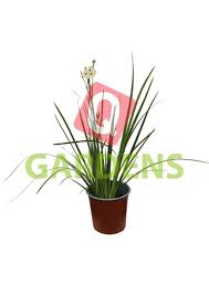 Image result for Dietes