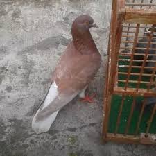 We did not find results for: Jual Burung Dara Murah Jakarta Timur Aa Sh00p Tokopedia