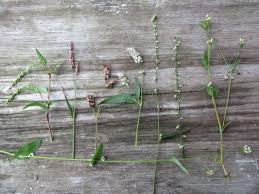 Image result for Isoglossa punctata