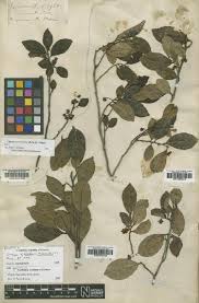 Image result for Balthasaria schliebenii