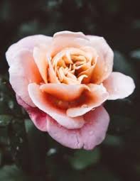 Ronald Douglas Conklin