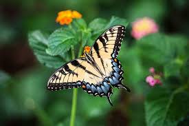 Butterfly gardeners' quarterly states that more than 100 cultivars are grown. Butterfly Facts For Kids All You Need To Know Science For Kids