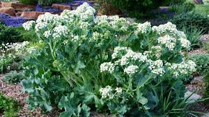 Image result for Crambe hispanica