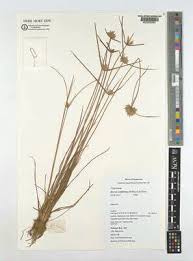 Image result for Pycreus fluminalis