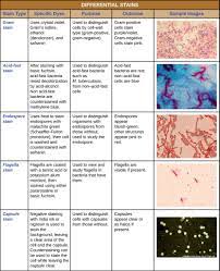 2 4 Staining Microscopic Specimens Microbiology Canadian Edition