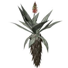 Image result for Aloe excelsa