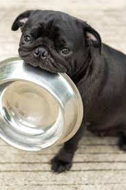 Pin On Pug