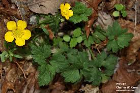 Image result for Ranunculus raeae