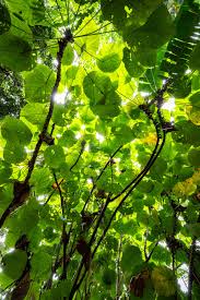 Image result for Macaranga mellifera