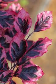 Image result for Fagus sylvatica