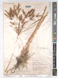 Image result for Cyperus dives