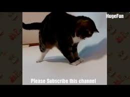 Top Funny Cat Videos 2018 Try Not To Laugh Compilation Funny Vines With Fails Videos 2018 Http Hahahaprank Com 2018 Funny Cat Videos Funny Cats Funny Vines