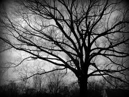 Best Black And White Nature Photos Bare Trees Fine Art Photography Nature Photography Landscape Photography Blac Vintage Nature Photography Landscape Photography Nature Landscape Photography