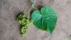 Image result for Ampelocissus africana