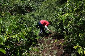 Most guatemala coffee plantation owners welcome tourists onto their farms and even provide specialized tours of their guatemala coffee growing and harvesting facilities. Despondent Guatemalan Coffee Growers Dream Of Us Return