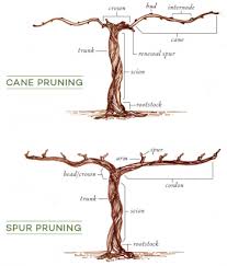 Image result for grape pruning