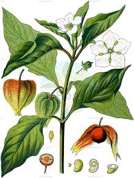 Image result for Discopodium penninervium