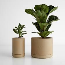 It is quite hard to treat a cactus for pests and especially diseases, so it is the best practice to misting the plant will remove any dust, prevent any mold and help your cactus breathe and evaporate water. Hasami Natural Small Planter And Saucer Set Small Planter Planters Plant Pot Design