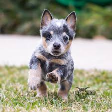 Australian Cattle Dog Blue Heeler Puppy Dogs Blue Heeler Puppies Heeler Puppies Austrailian Cattle Dog