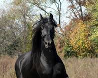 Image of Friesian horse