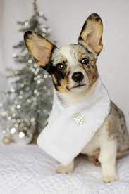 Cardigan corgi cardigan corgi puppy cardigan corgi puppies cardigan corgi art cardigan corgi blue merle liam cardigan welsh corgi cardigan corginess. I M So Fancy Dottie Cowboycorgi Corgi Cute Puppy Christmas Dog Corgi Dog Lovers Cowboy Corgi