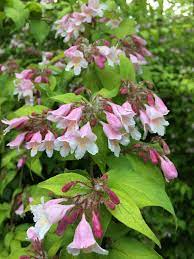Beauty Bush (Linnaea amabilis) · iNaturalist