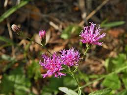 Image result for Vernonia scaettae