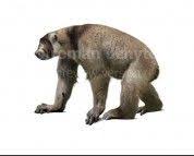 Archaeoindris Fontoynontii White Background Animales Prehistoricos Animales Prehistorico