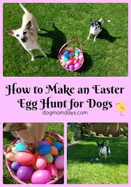 How To Make An Easter Egg Hunt For Dogs Dog Easter Eggs Easter Dog Easter Pets