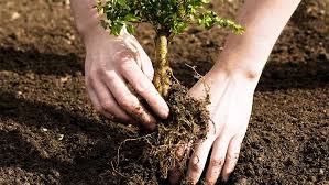 Plant a sapling by placing it in the hole. The Secret To Healthy Fast Growing Trees Arbor Day Blog