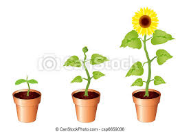 What is the life cycle of a sunflower? Sunflowers Illustration Of Sunflower Through Stages Of Growth Seedling Bud And Bloom Isolated On White Background With Canstock