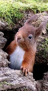 Red Squirrel Rspb Loch Leven Leven Loch Red Rspb Squirrel Woodland Vahsi Hayvanlar Cok Sirin Hayvanlar Komik Hayvanlar