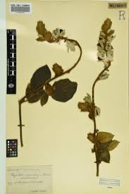 Image result for Pycnostachys orthodonta