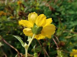 Image result for Guizotia