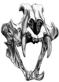 Siberian Tiger Skull By Echoes83 On Deviantart Skull Drawing Tiger Skull Skulls Drawing