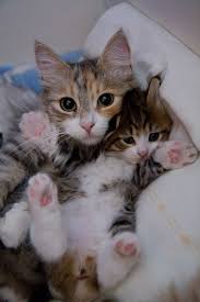 Mommy Cat And Kid Cute Cats Cats And Kittens Kittens Cutest