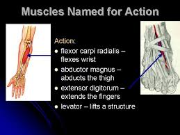 Muscle size and arrangement of muscle fascicles. Characteristics Used To Name Skeletal Muscles Naming Skeletal