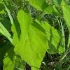 And then you have the different cultivars that need special care and maintenance. Https Encrypted Tbn0 Gstatic Com Images Q Tbn And9gcrb6592m4ea X3pk1f1oprtujub16s2sqppe19dqpuope80mtbk Usqp Cau
