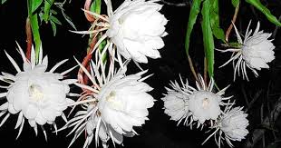 Names of flowers in hindi and english: Brahma Kamal Rare Legendary Mythological Plant Of India Plant Talk Nurserylive Wikipedia