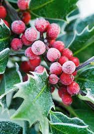 Happy Holly Days This Year S Bumper Crop Means Plenty Of Magical Home Grown Christmas Decorations Christmas Holly Holly Tree Christmas Time