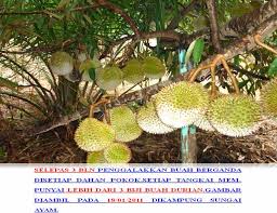 Memulihkan pokok durian yang sudah rosak. Baja Foliar Ezigrow Vitamin Setiap Tanaman Pokok Durian Kg Sungai Ayam